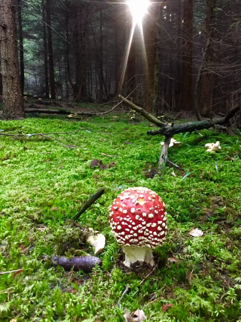 Panoramatický pohľad na pohorie Javorníky v letnej sezóne, ideálne pre turistiku a cykloturistiku.